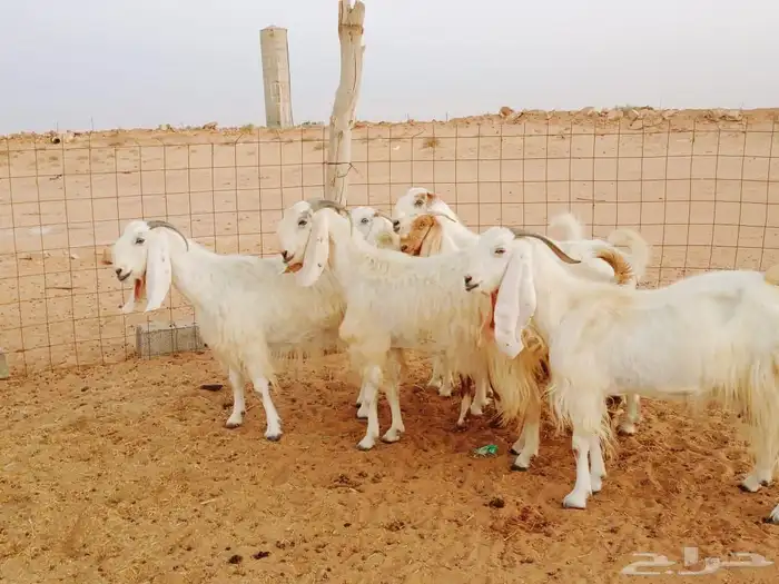 معزا مشاريك بيض مع فحولها مقرعه لها شهرين بنات 2