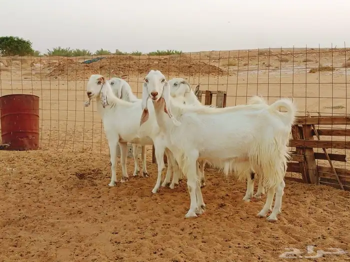 معزا مشاريك بيض مع فحولها مقرعه لها شهرين بنات 3