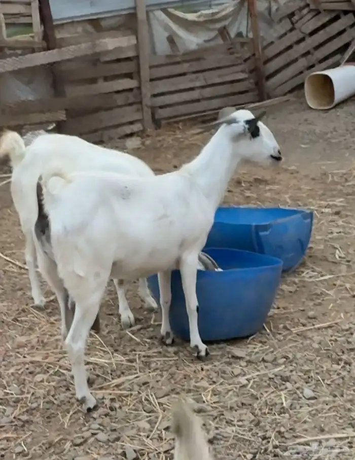 ماعز 1