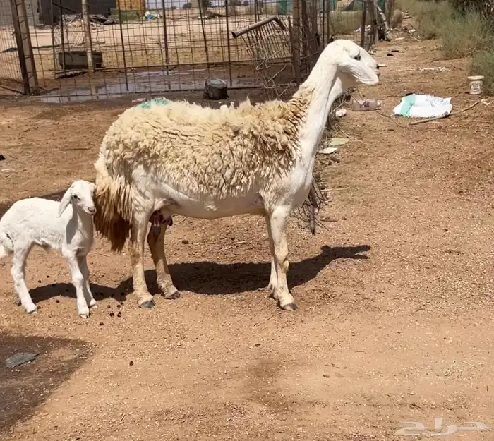 لللبيع شياه حريات خلفات صنف 0