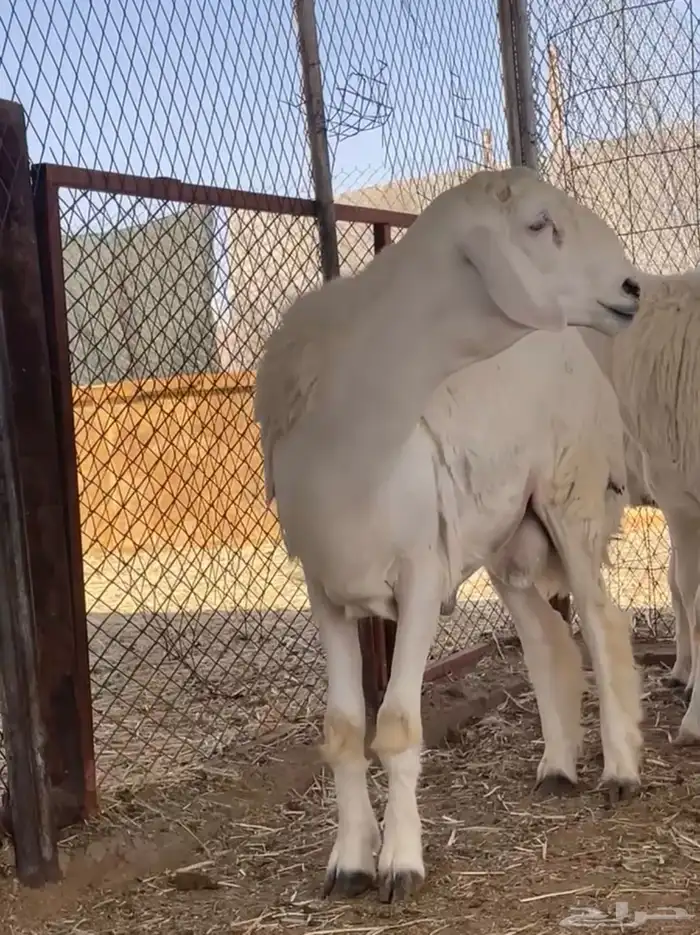 للبيع خروف جذع معرف وينسف حار بالقريع ماشالله 1
