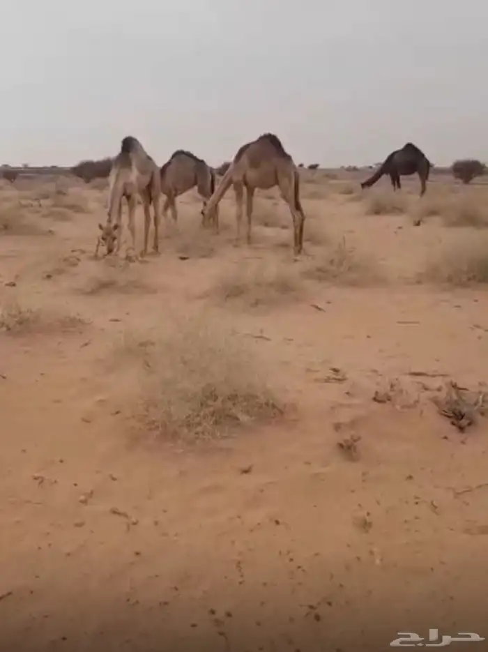 حشو للبيع 0