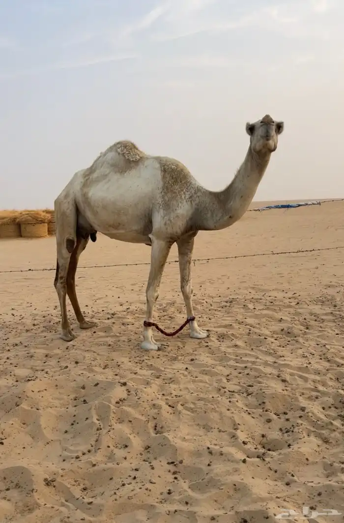 ناقه وضحا عشرا تحتها قعود 0