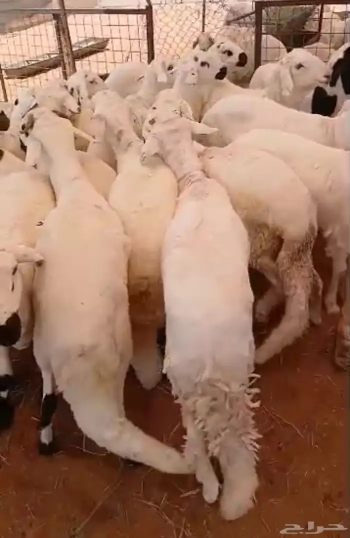 طليان سواكن 2