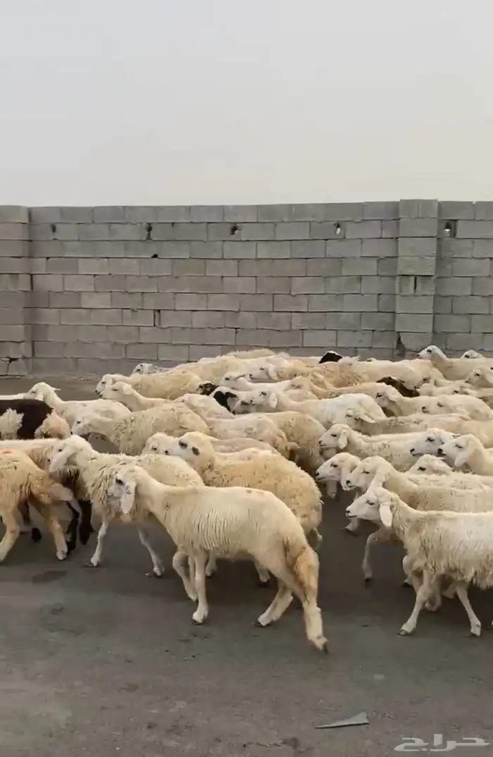 طليان ورخال حرية 0