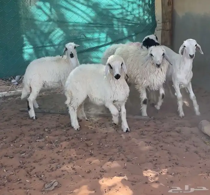 شاه حريه متبع وبهم حري ونعيم 6
