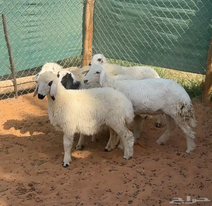 شاه حريه متبع وبهم حري ونعيم 5