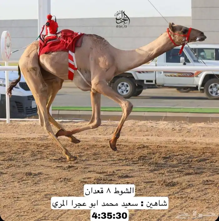 حقه بنت شاهين الحوات الاحمر 6
