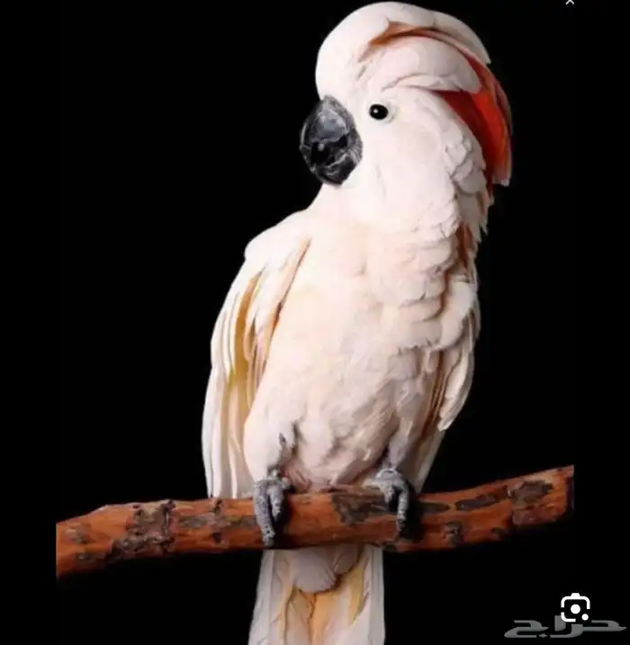 مزاد وحراج صوتي 2