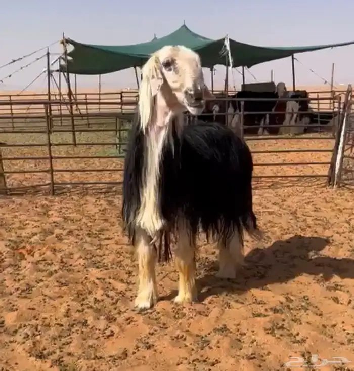 فحل نجدي خصم مشروط النسف 0