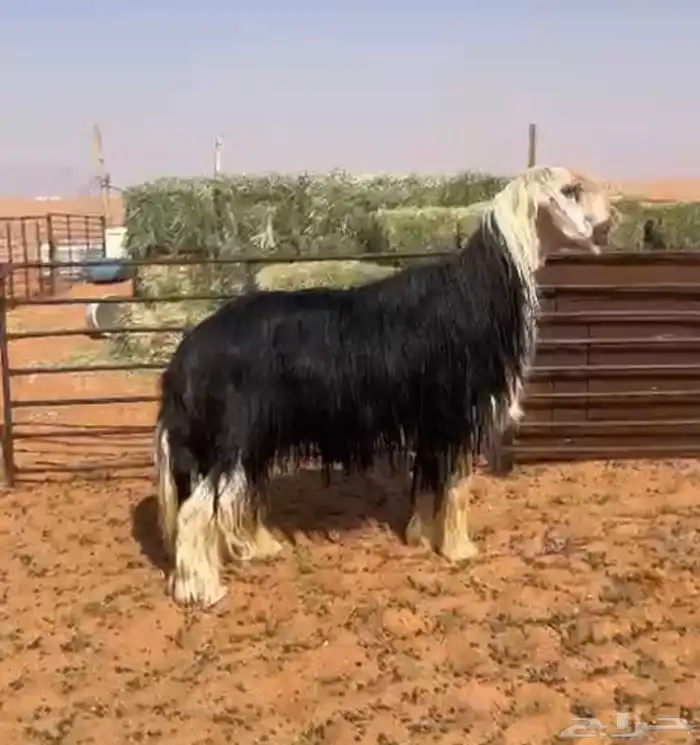 فحل نجدي خصم مشروط النسف 2
