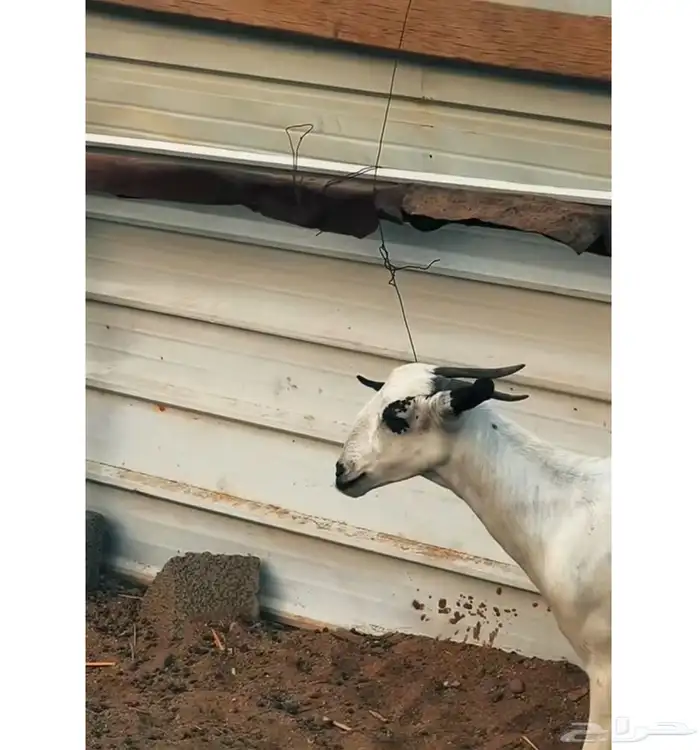 ماعز 2