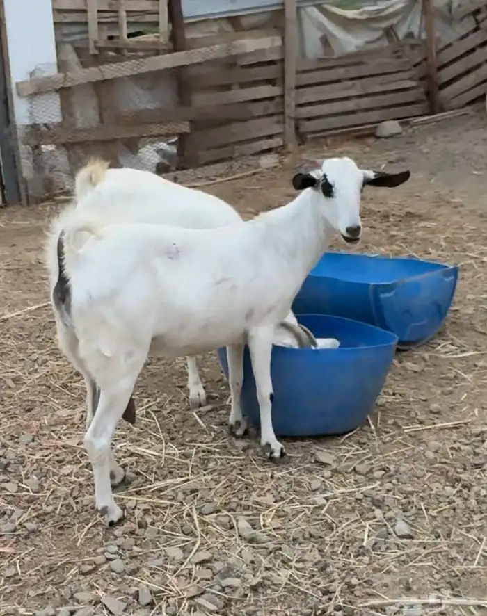ماعز 0