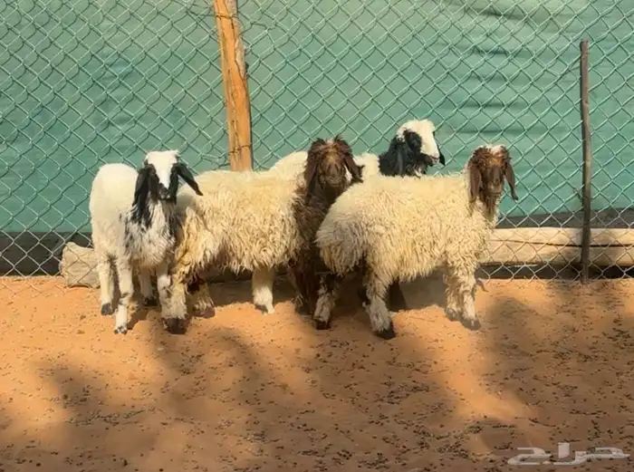 شاه حريه متبع وبهم حري ونعيم 2