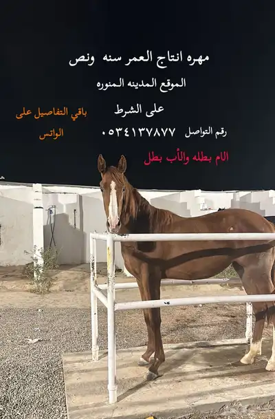مهره انتاج للبيع index