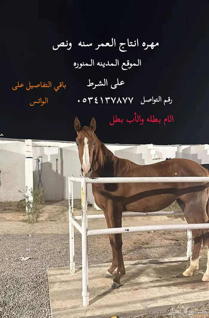 مهره انتاج للبيع 0