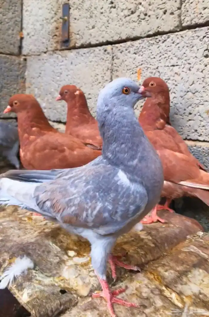 طبات كنق حجم ومستوى وسط 0