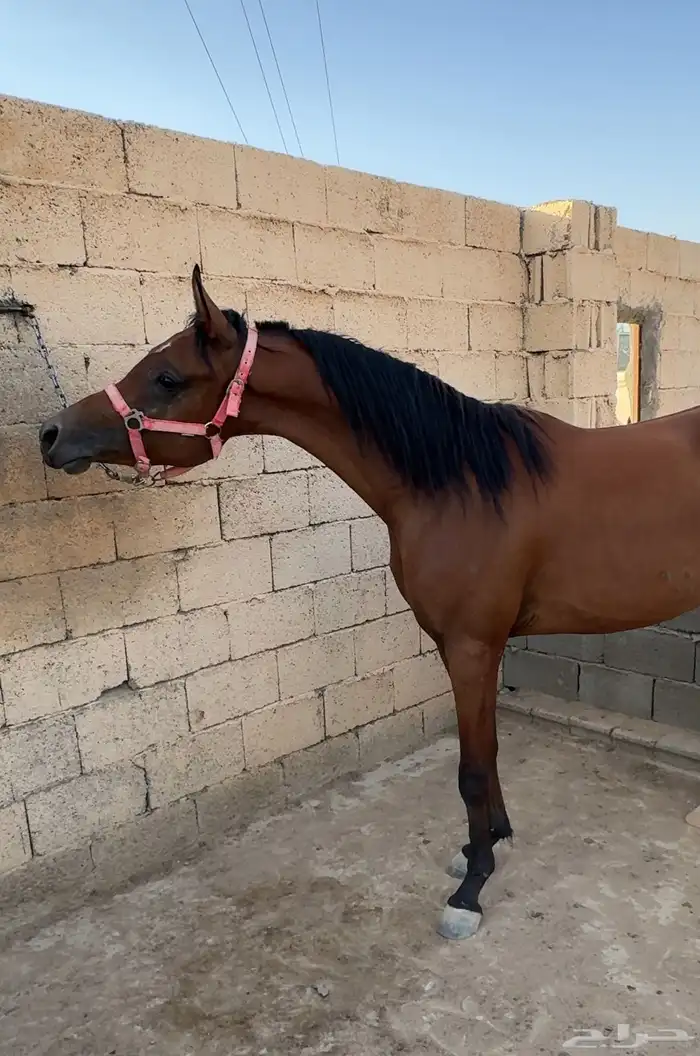 مهر واهو مستقبل فحل مربط 0