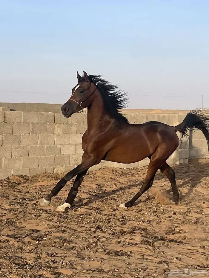 حصان جزيري والبيع شعبي لاهل الركوب 1