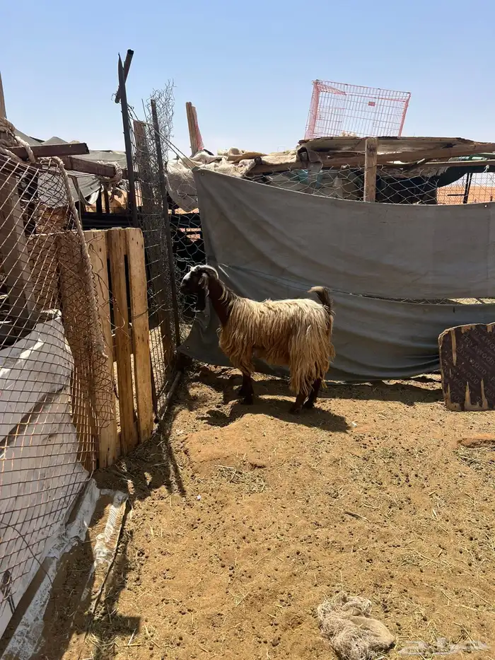 عنز ثلاجه 1