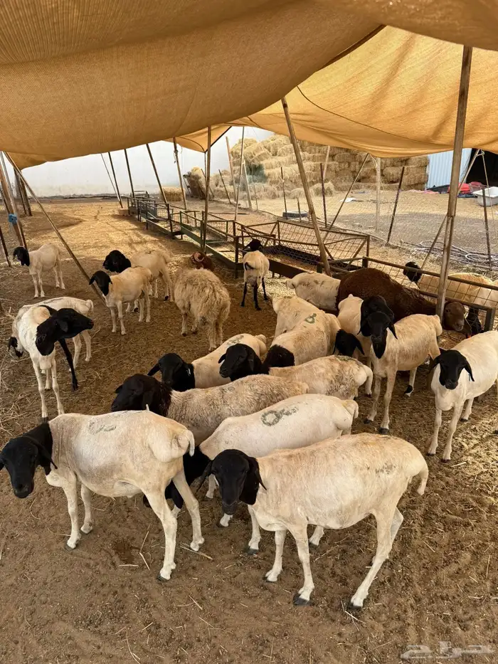 ذبايح بربري وتيوس مرباه بسعر 550 ريال 5