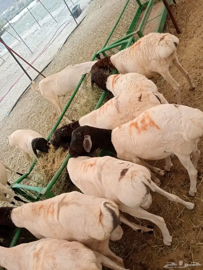 ذبايح بربري وتيوس مرباه بسعر 550 ريال 0