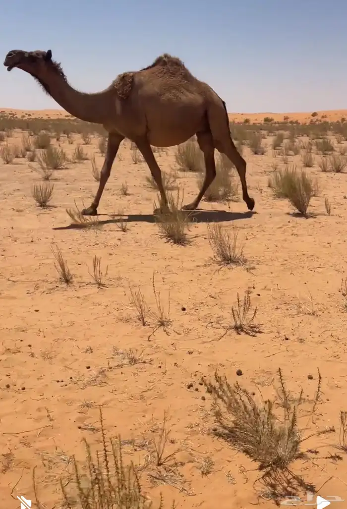 بكره لقحه 0