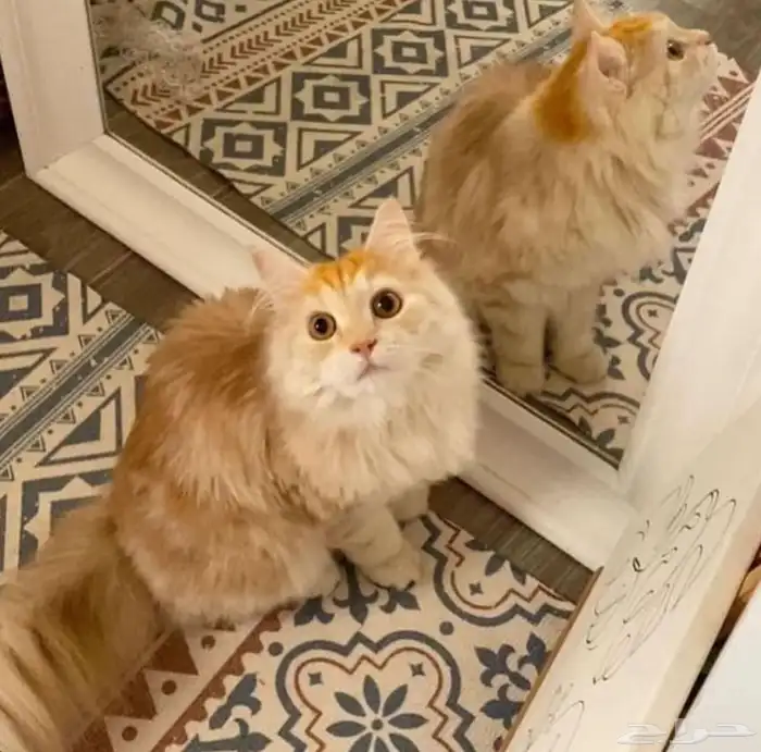 قط للبيع مع اغراضه 12