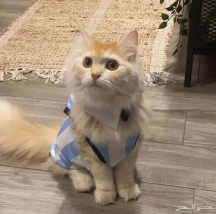 قط للبيع مع اغراضه 11