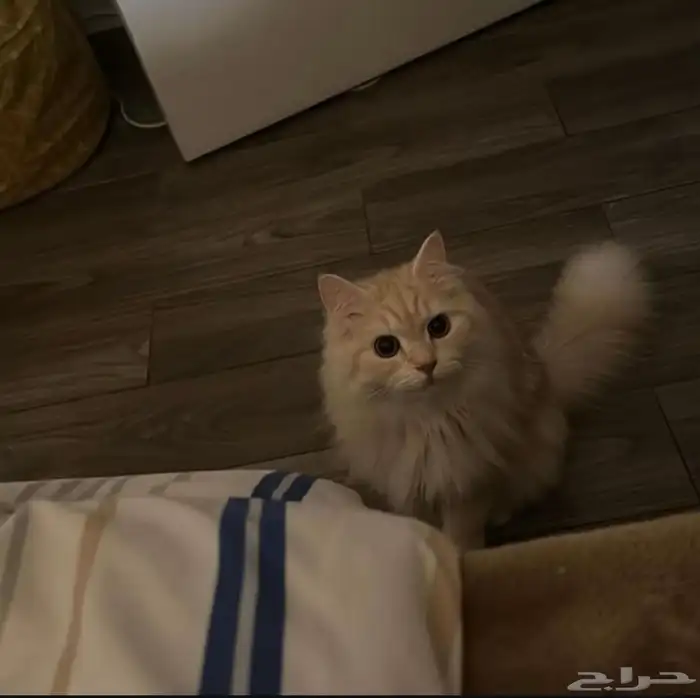 قط للبيع مع اغراضه 9