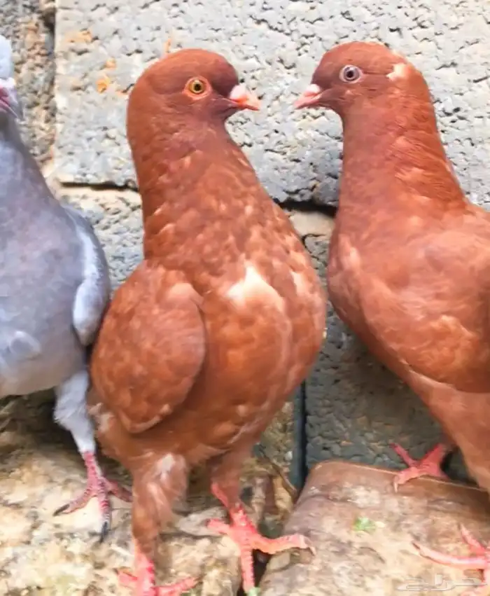 طبات كنق حجم ومستوى وسط 2