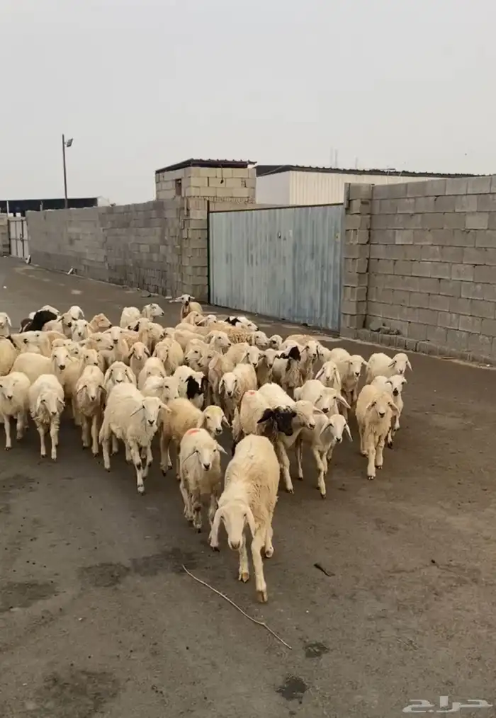 طليان ورخال حرية 2