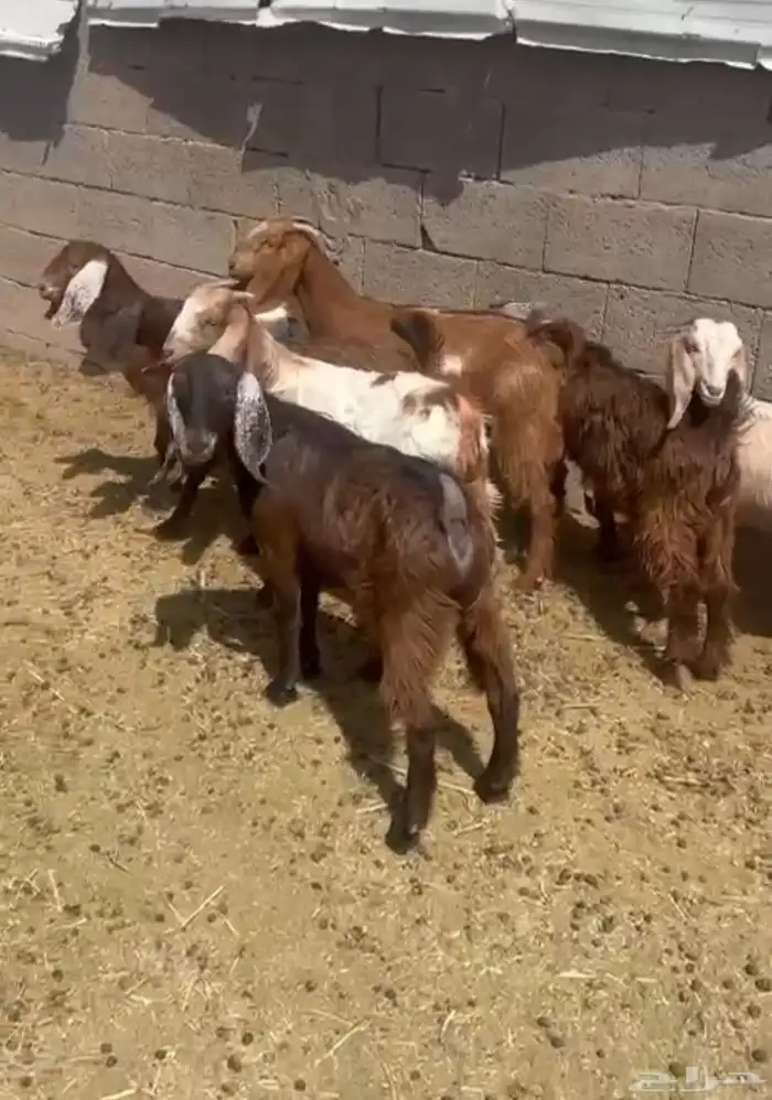 جفار مشاريك قبرصي 0