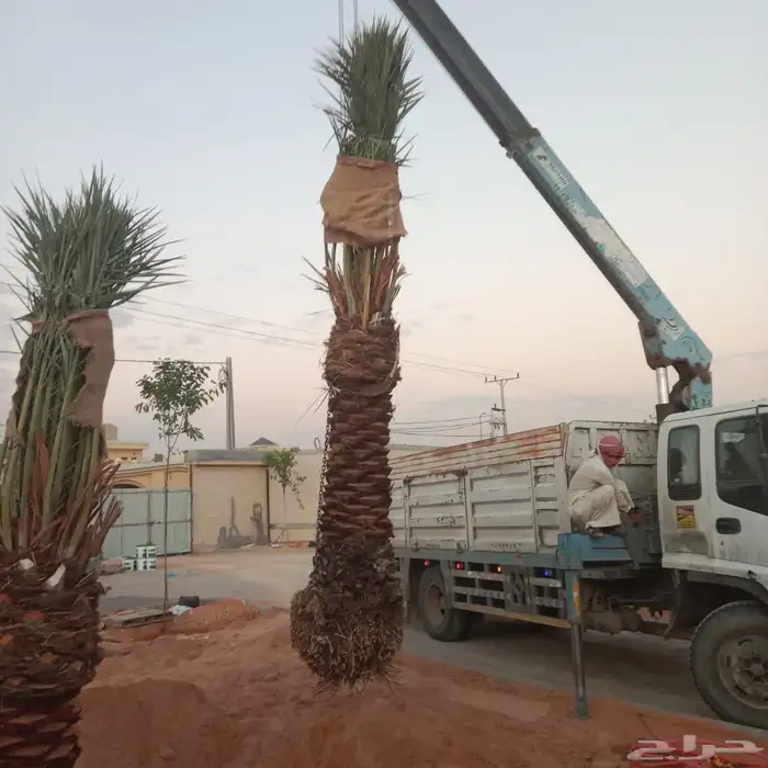 مقاول شبوك وتوريد جميع أنواع النخيل 5