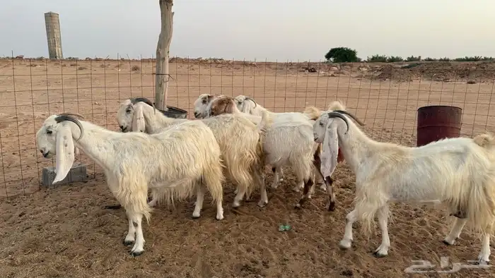 معزا مشاريك بيض مع فحولها مقرعه لها شهرين بنات 5