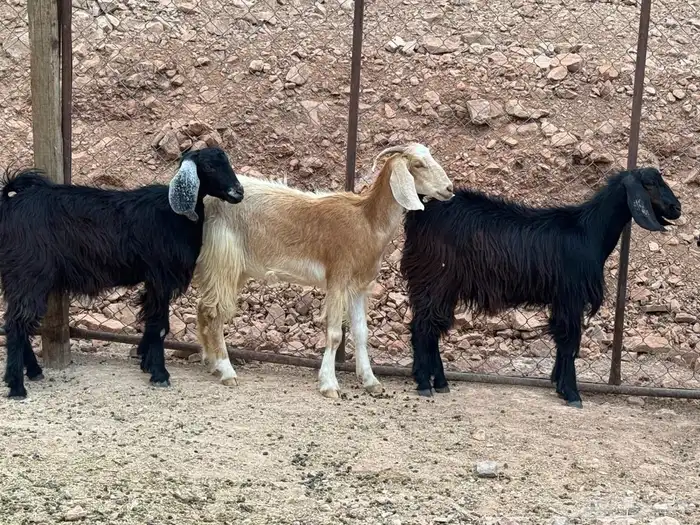جفار جذعات 1