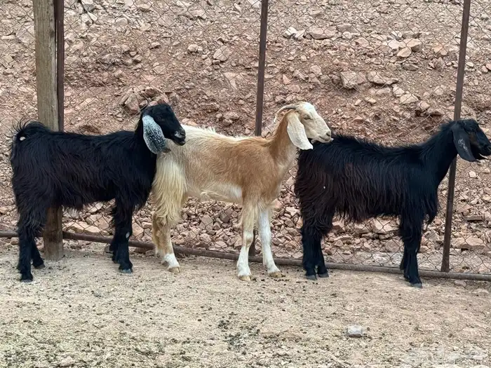 جفار جذعات 5