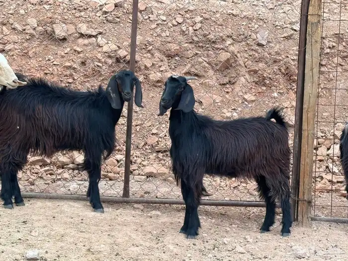 جفار جذعات 4