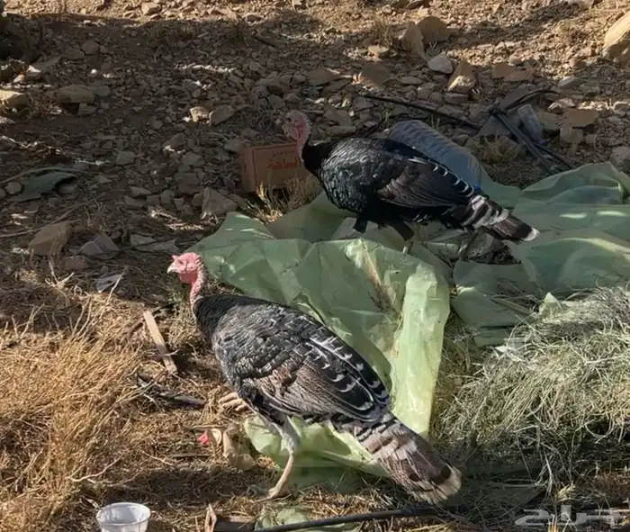 ديك رومي للبيع 1