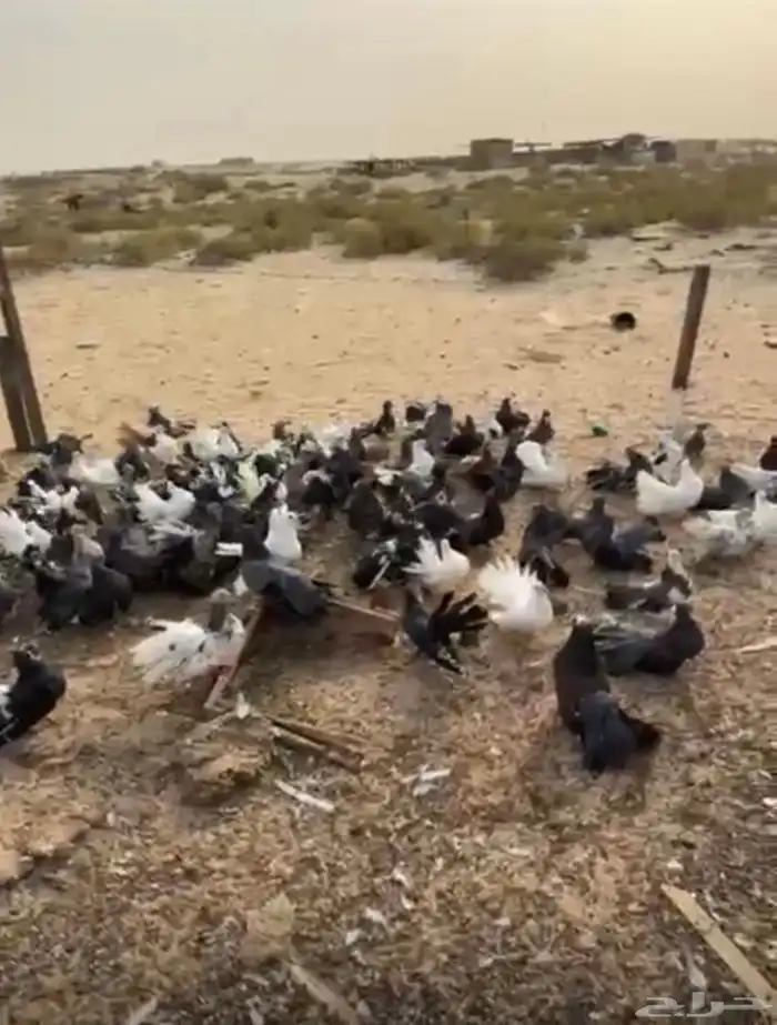 حمام الامريكي 1