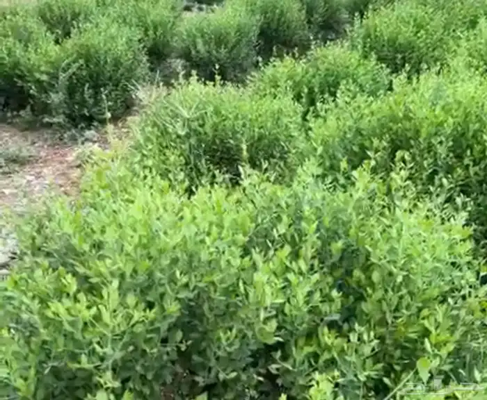 حناء وسدر من المزرعه اخترناه بعناية 1