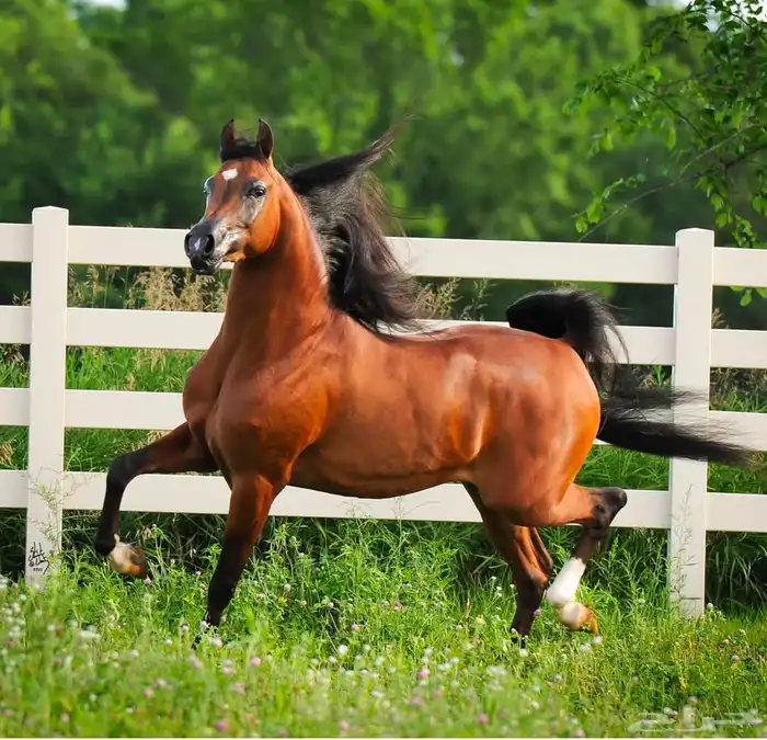 عدد من عروض الخيل الفاخرررة 0