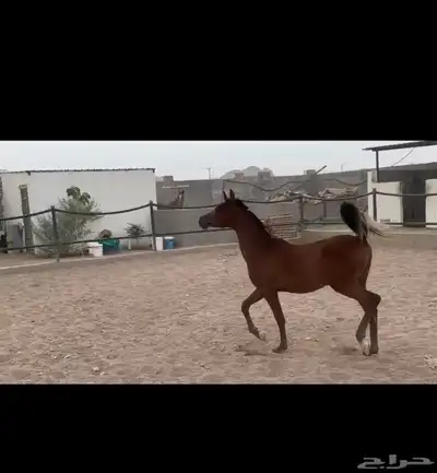 مهر واهو ابن غيث الزبير index