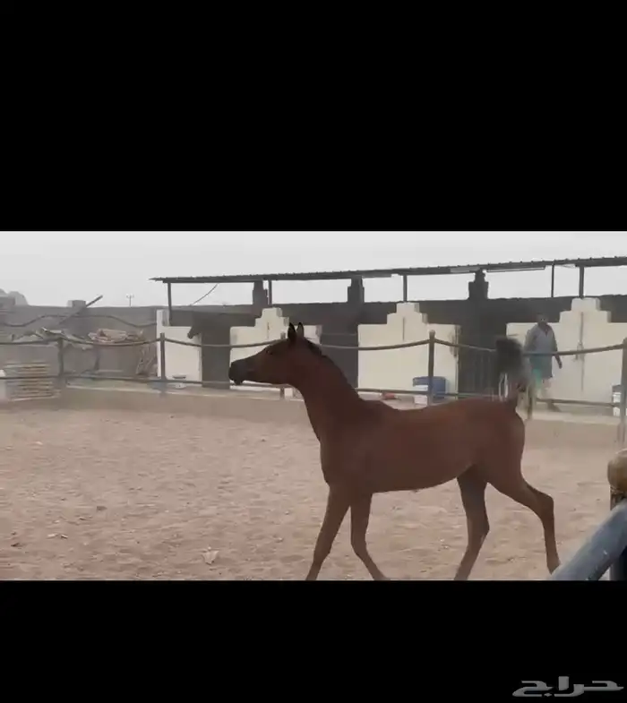 مهر واهو ابن غيث الزبير 1