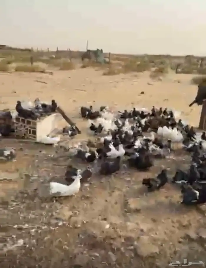 حمام الامريكي 0