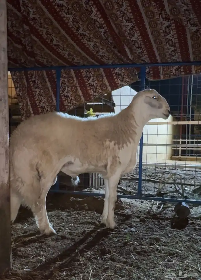 مشاريع حري صنف الصنف فواخر نوادر تم البيعع 1