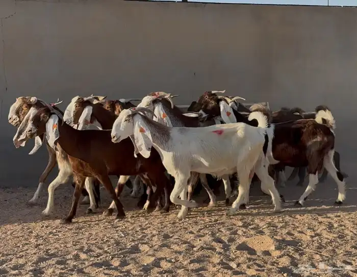 معزا مشاريك دهم وملاوين العدد 19 1