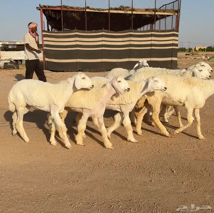 رخال حريات صنف 8 منوة القناي((تمم البيعع)) 6