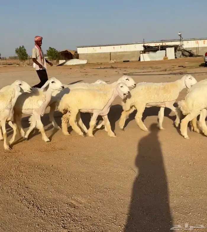 رخال حريات صنف 8 منوة القناي((تمم البيعع)) 2