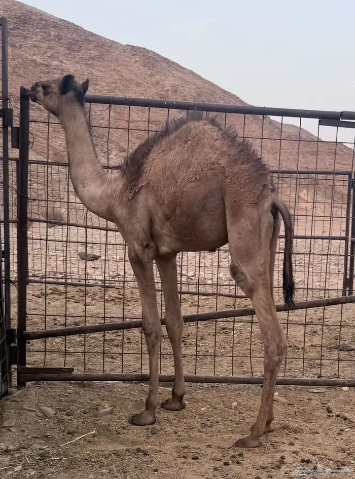 خلفه شكل وسلاله طيبه 2